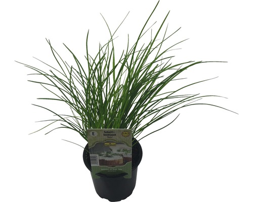 Usturoi Neko FloraSelf Allium tuberosum 'Neko' ghiveci Ø 12 cm