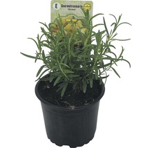 Rozmarin FloraSelf Rosmarinus officinalis 'Abraxas' ghiveci Ø 12 cm