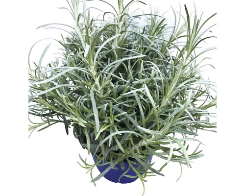 Plantă de curry în ghiveci