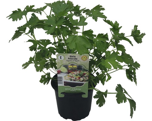 Pătrunjel cu frunze netede ''Gigante di Napoli'' în ghiveci