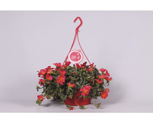 Coș suspendat cu Purslane