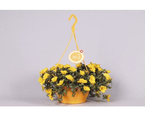 Coș suspendat cu flori galbene