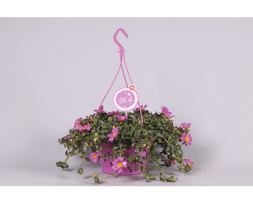 Plantă suspendată cu flori roz în ghiveci