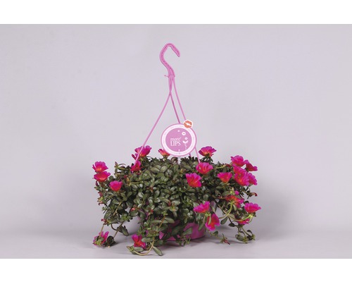 Plantă suspendată cu flori în ghiveci