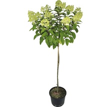 Hortensie paniculată pe tulpină în ghiveci