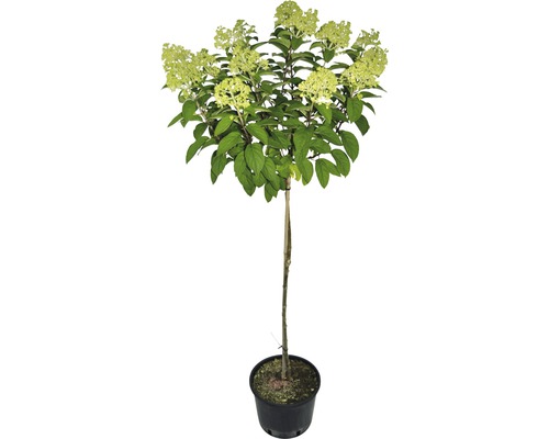 Hortensie paniculată pe tulpină în ghiveci