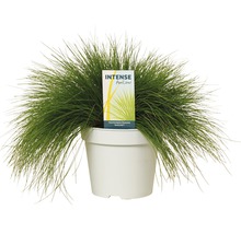 Iarbă decorativă FloraSelf Deschampsia flexuosa 'Amilime' Co 2 L