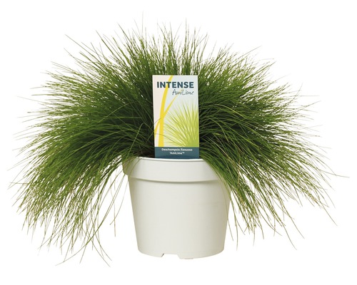Iarbă decorativă FloraSelf Deschampsia flexuosa 'Amilime' Co 2 L