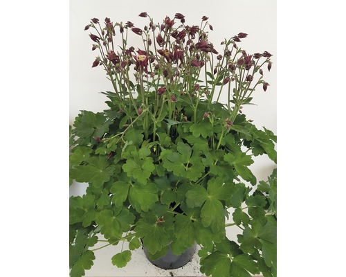 Aquilegia cu flori duble în ghiveci