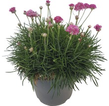 FloraSelf Armeria maritima 'Rosa' H 20-30 cm ghiveci Ø 23 cm