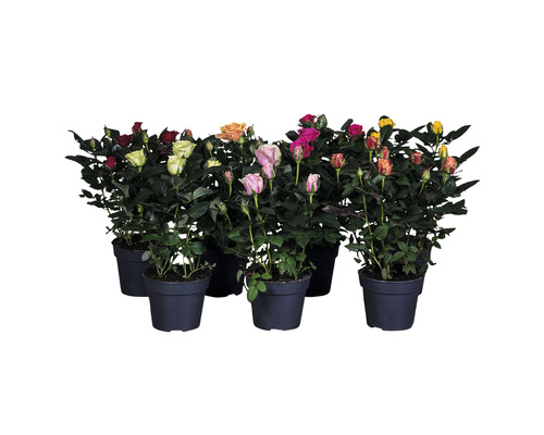 Trandafir FloraSelf Rosa Hybride H 30-40 cm ghiveci Ø 13 cm culori diferite