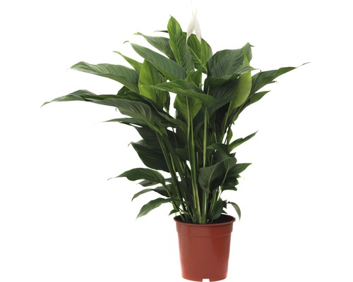 Crinul păcii FloraSelf Spathiphyllum wallisii 'Sweet Lauretta' H 90-105 cm ghiveci Ø 21 cm