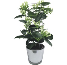 Iasomie de Madagascar FloraSelf Stephanotis floribunda H 20 cm ghiveci Ø 12 cm-thumb-0 Iasomie de Madagascar FloraSelf Stephanotis floribunda H 20 cm ghiveci Ø 12 cm-thumb-0
