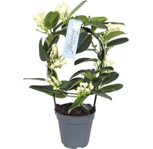 Iasomie de Madagascar FloraSelf Stephanotis floribunda H 20 cm ghiveci Ø 12 cm-thumb-1 Iasomie de Madagascar FloraSelf Stephanotis floribunda H 20 cm ghiveci Ø 12 cm-thumb-1