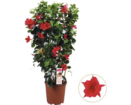 Iasomia pe spalier FloraSelf Dipladenia mandevilla H 70 cm ghiveci Ø 21 cm roșu Dipladenia în ghiveci cu flori roșii și frunze verzi