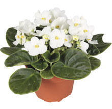 Violeta de Parma mix FloraSelf Saintpaulia ionanta H 20 cm ghiveci Ø 12 cm-thumb-0 Violeta de Parma mix FloraSelf Saintpaulia ionanta H 20 cm ghiveci Ø 12 cm-thumb-0