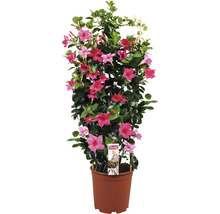 Tufă de dipladenia cu flori roz în ghiveci