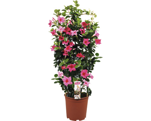 Iasomia braziliană FloraSelf Dipladenia mandevilla H ca. 90 cm ghiveci Ø 21 cm Tufă de dipladenia cu flori roz în ghiveci