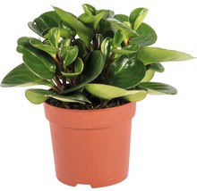 FloraSelf Peperomia x Hybride 'Ortipan' H 15-17 cm ghiveci Ø 10,5 cm