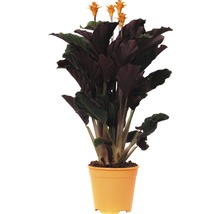 Planta care se roagă FloraSelf Calathea crocata 'Tassmania' H 45-50 cm Ø 14 cm-thumb-0 Planta care se roagă FloraSelf Calathea crocata 'Tassmania' H 45-50 cm Ø 14 cm-thumb-0