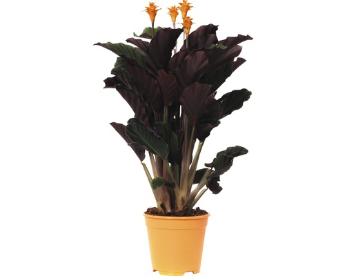 Planta care se roagă FloraSelf Calathea crocata 'Tassmania' H 45-50 cm Ø 14 cm-0