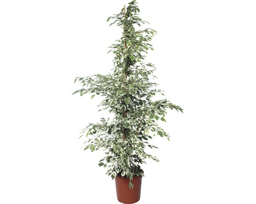 FloraSelf Ficus benjamnia 'Twilight' H 130-140 cm ghiveci Ø 24 cm