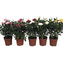 Trandafir FloraSelf Rosa H 25-35 cm ghiveci Ø 10,5 cm-thumb-3