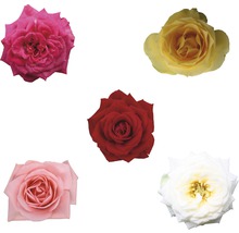 Trandafir FloraSelf Rosa H 25-35 cm ghiveci Ø 10,5 cm-thumb-2 Trandafir FloraSelf Rosa H 25-35 cm ghiveci Ø 10,5 cm-thumb-2