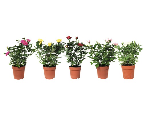 Trandafir FloraSelf Rosa H 25-35 cm ghiveci Ø 10,5 cm Trandafir FloraSelf Rosa H 25-35 cm ghiveci Ø 10,5 cm