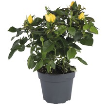 Trandafir FloraSelf Rosa H 25-35 cm ghiveci Ø 10,5 cm-thumb-1 Trandafir FloraSelf Rosa H 25-35 cm ghiveci Ø 10,5 cm-thumb-1