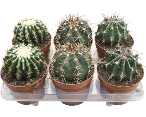 Cactus FloraSelf H 15-20 cm ghiveci Ø 13 cm