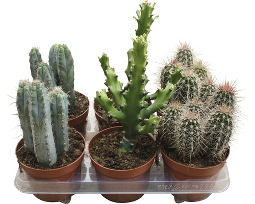FloraSelf Cactus H 15-20 cm ghiveci Ø 13 cm