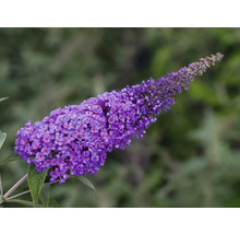 Inflorescența plantei Buddleja davidii