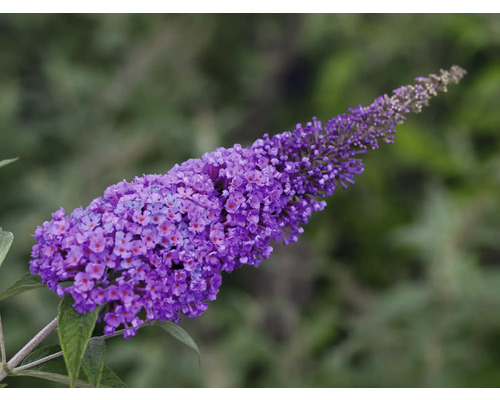 Inflorescența plantei Buddleja davidii