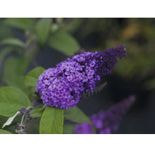 Prim-plan cu o floare liliachie de liliac de vară cu frunze verzi