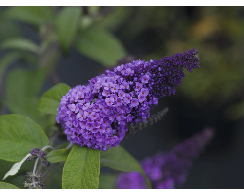Prim-plan cu o floare liliachie de liliac de vară cu frunze verzi