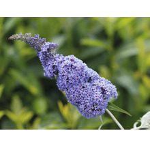 Arbust de fluturi cu flori violet