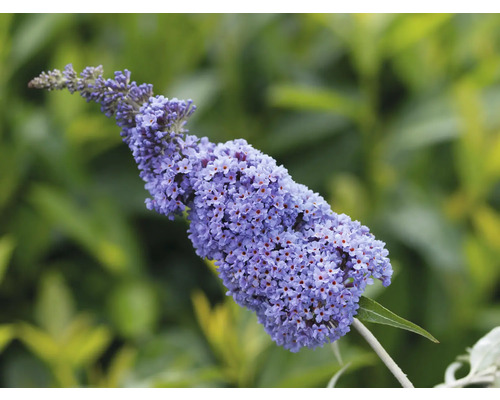 Arbust de fluturi cu flori violet