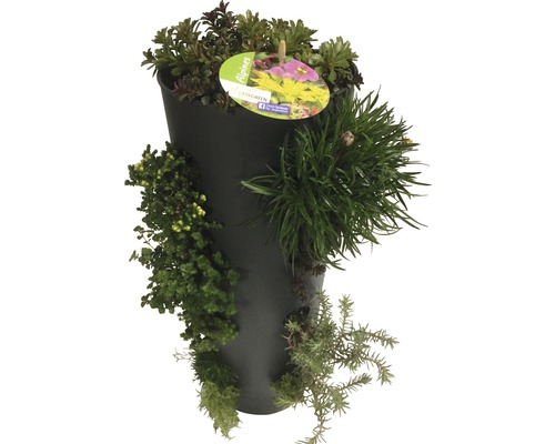 Jardinieră plantată cu diverse plante alpine