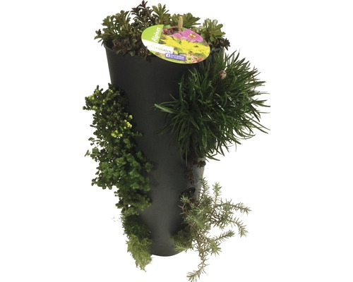 Turn plantat cu diverse plante verzi într-un vas negru