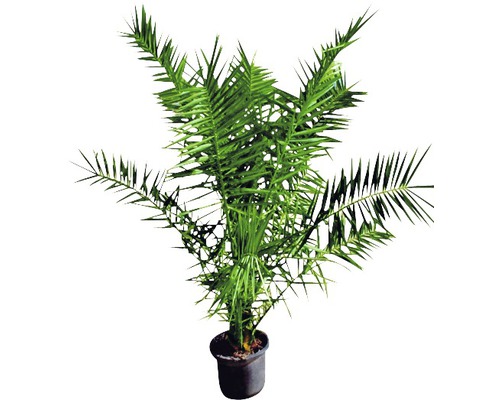 Arbore de apartament Araucaria în ghiveci