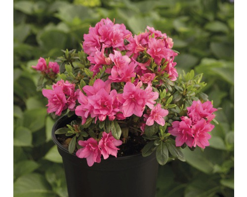 Azalee/Rododendron FloraSelf Rhododendron obtusum H 25-30 cm Co 3 L roz