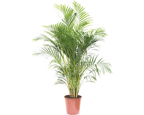 Good & Green - Dypsis Lutescens (Areca) - Gold Palm - XL -↨ 160cm - Taille Du Pot 27 - 5