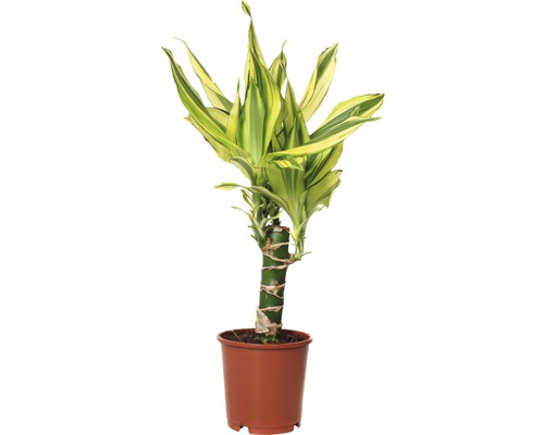 Dracena de porumb FloraSelf Dracaena fragrans 'Yellow Coast' H 40-50 cm ghivei Ø 11 cm