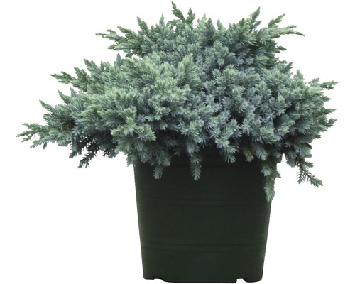 Ienupăr albastru FloraSelf Juniperus squamata 'Blue Star' H 25-30 cm Co 3,7 L