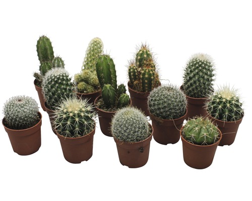 Cactuși diverși în ghivece