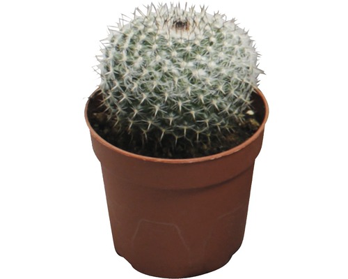 Cactus în ghiveci