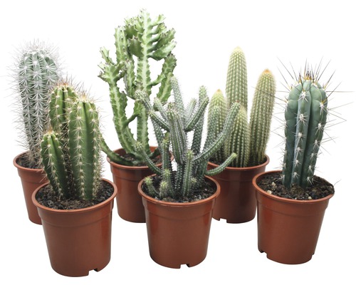Cactus Mix FloraSelf H 17-20 cm ghiveci Ø 17 cm