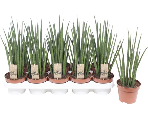 Limba soacrei FloraSelf Sansevieria bacularis 'Mikado' H 40 cm ghiveci Ø 15 cm Mai multe plante Sansevieria cylindrica în ghivece pe o tavă
