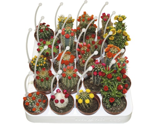 FloraSelf Cactus H 15-20 cm ghiveci Ø 5,5 cm FloraSelf Cactus H 15-20 cm ghiveci Ø 5,5 cm